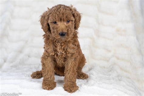 Photo Gallery- F1b Labradoodle 47 – USDoodles