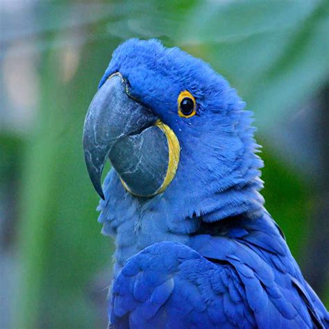 Hyacinth Macaw (facts and care) - Pets-Society