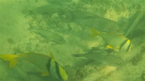 Higgs Beach snorkeling 🐠 so many fish in Key West Marine Park ...