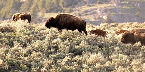 4 Days in Yellowstone Itinerary » Kids Agogo