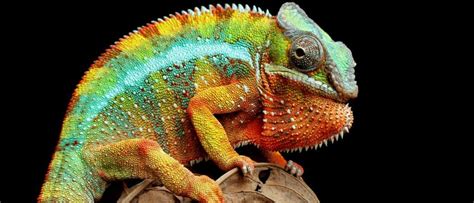 Lizard - A-Z Animals