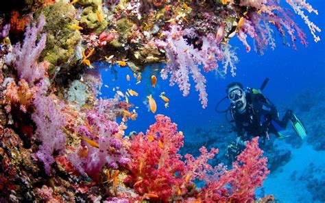 Dive Into the Underwater Wonders of the Tubbataha Reefs - Banwa Private Island