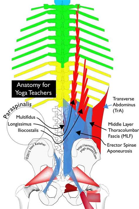 Levator Costarum