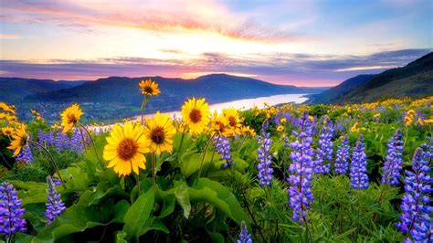 Landscape With Mountain, Lake And Flowers Wallpapers - Wallpaper Cave