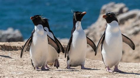 9 Fascinating Rockhopper Penguin Facts - MarinePatch