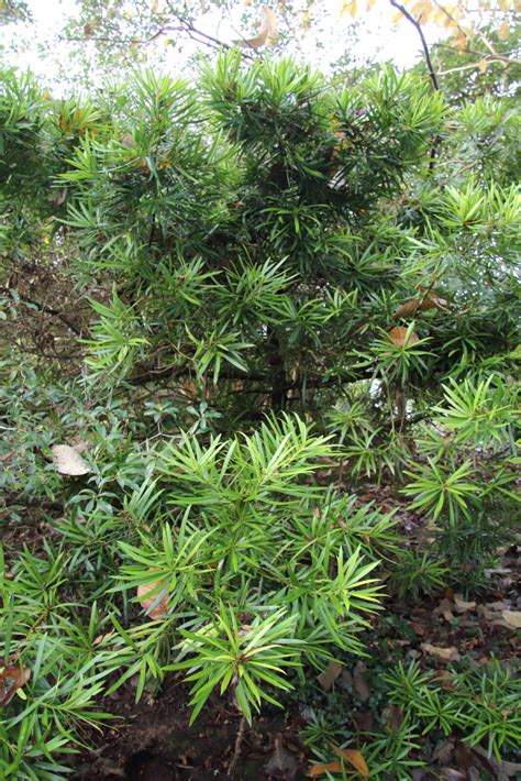 How To Plant, Grow, And Care For Podocarpus, 44% OFF