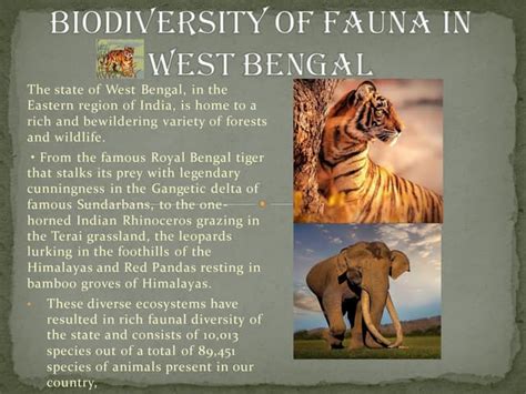 BIODIVERSITY AND CONSERVATION OF FAUNA IN WEST BENGAL.pdf