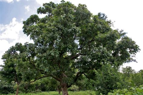 Semecarpus anacardium - Useful Tropical Plants