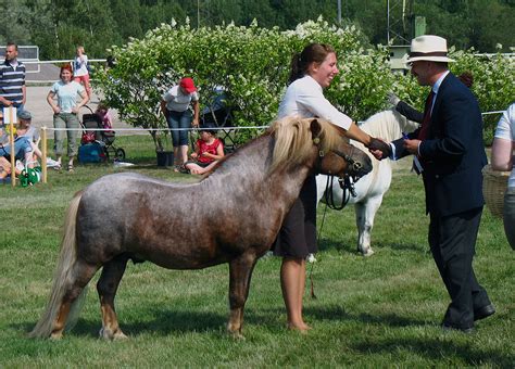 Shetland pony - Wikipedia