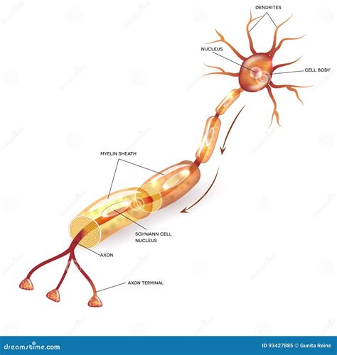 Neuron with myelin sheath stock vector. Illustration of anatomy - 93427885