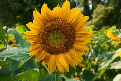 Giant Sunflower Titan Chiltern Seeds Direct | atelier-yuwa.ciao.jp