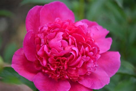 Dark pink peony.