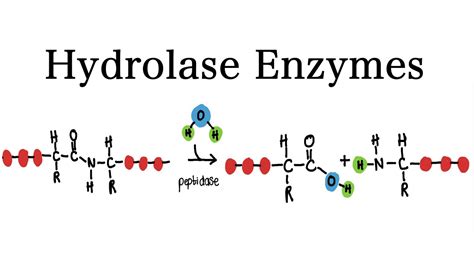 What are Hydrolase Enzymes? | MCAT Biochemistry - YouTube