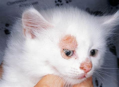 Ringworm in cats - pictures, symptoms, treatment and prevention