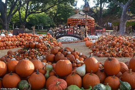 Dallas Arboretum and Botanical Garden Pumpkin Village made with 100,000 ...