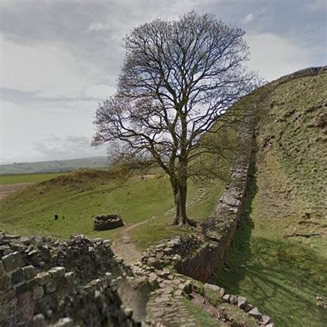 Sycamore Gap aka "Robin Hood Tree" in Bardon Mill, United Kingdom ...