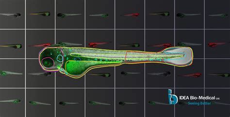 Zebrafish imaging with AI Athena Zebrafish software program - ztec100.com