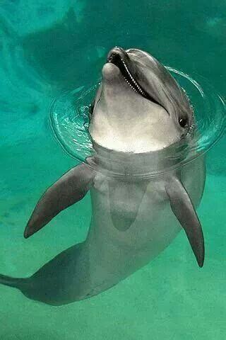 Dolphin | Animals beautiful, Animals, Sea animals