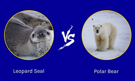 Leopard Seal vs Polar Bear: What's the Difference? - AZ Animals