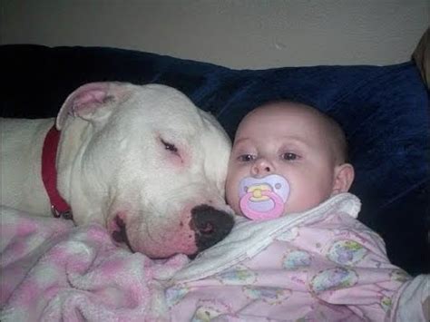 Pitbull Dogs Protecting kids COmpilation - Dog Protects Baby Videos ...