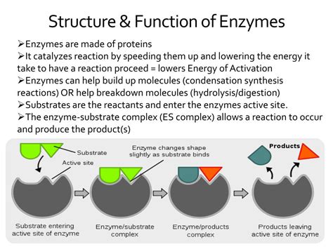 Enzyme Definition