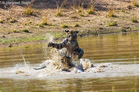 Guide to Bandhavgarh National Park and Tiger Reserve - Breathedreamgo