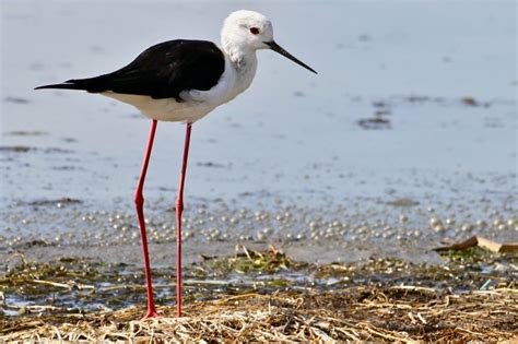 Wildlife Den – South African Wildlife Photography » Black-winged Stilt