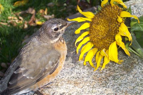 Gloria, picking bugs out of my sunflowers. | Baby robin, Gloria, American robin