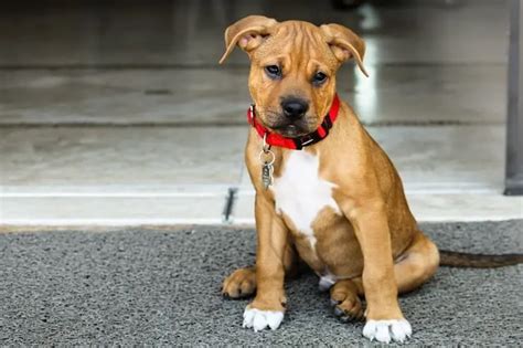 The Ultimate Pit Bull Boxer Mix Guide: Bouncy and Dangerous or Loveable Goof? | Perfect Dog Breeds