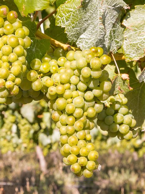 Riesling: what it tastes like, the best winemakers, and more