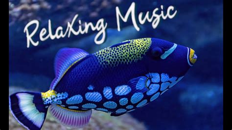 Relaxing Music | Beautiful Aquariums (Under the Sea) - YouTube