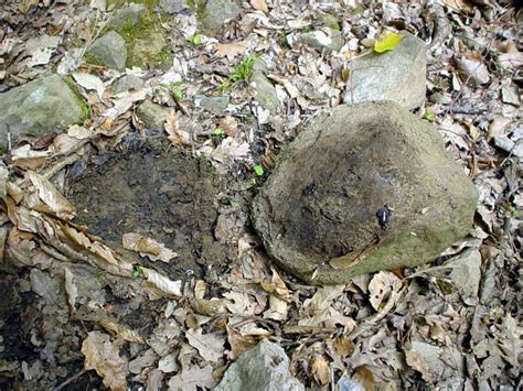 Euscorpius tergestinus habitat pictures from Tuscany, Italy. Photo: Valentina Vigiani (C)