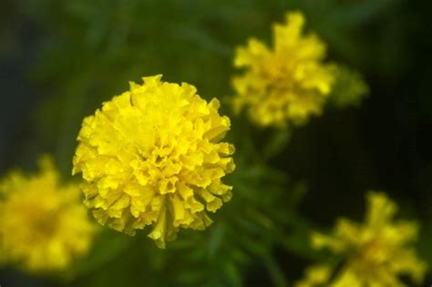 Marigolds – Lia's Garden at CommonWealth