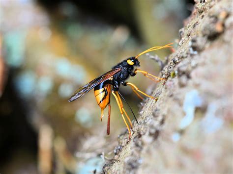 a dog's life in the Tamar valley, Cornwall, PL17: giant wood wasp