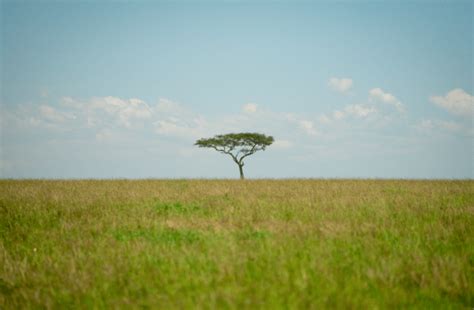 What animals live in grasslands? - Twinkl