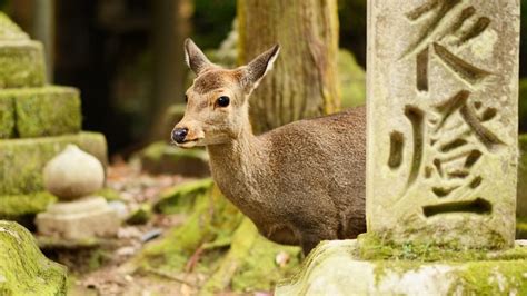 Nara Deer Park: How to Get There and What to See - Japan Rail Pass