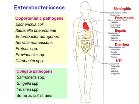 PPT - Enterobacteriaceae PowerPoint Presentation, free download - ID:3716892