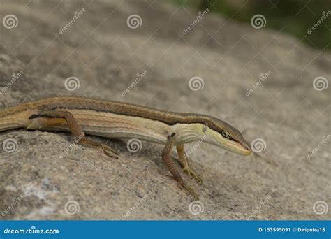 Asian Grass Lizard, Six-striped Long-tailed Lizard Stock Image - Image ...