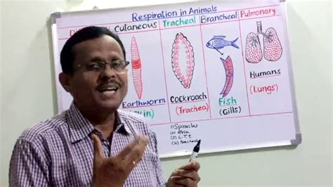 Respiration In Animals - Types - YouTube