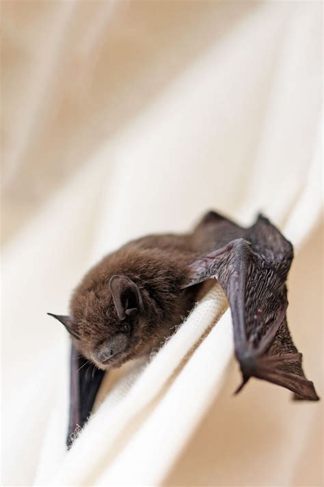 Bat Pest Control | Pest Control in McAllen TX