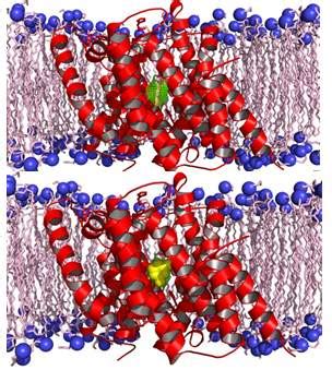 Molecular Dynamics Simulation Service - SciCalQ