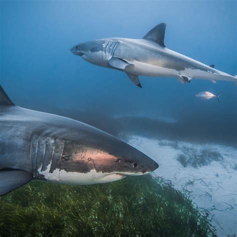 Great White Shark Images Underwater