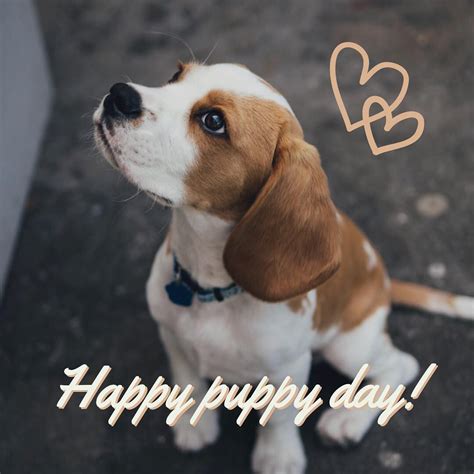 Happy National Puppy Day Quotes - ShortQuotes.cc