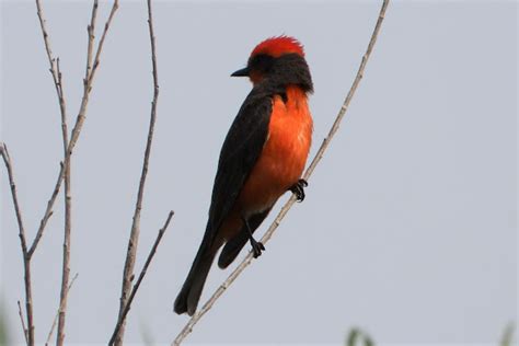 Vermilion flycatcher (male) | Project Noah