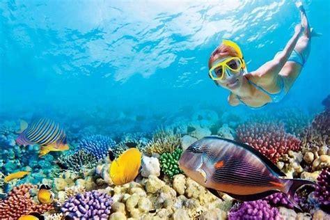 Tripadvisor | Excursão de dia inteiro em Key West e mergulho com snorkel no recife de coral com ...