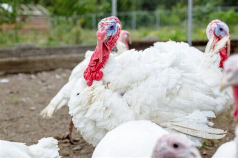 Tips for Raising Domestic Turkeys - My Animals