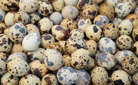 Chukar Partridge (Eggs) - Pepper Ponderosa