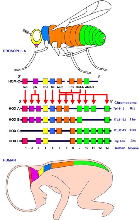 HOX genes - Biology | Socratic