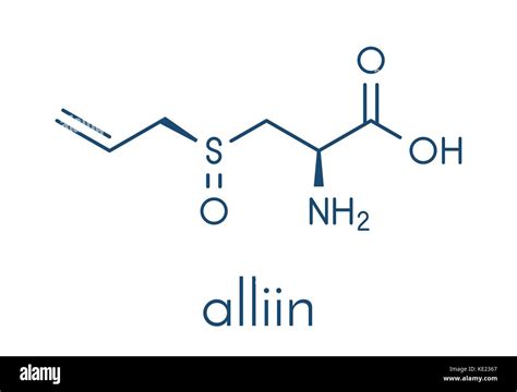 Alliin garlic molecule. Skeletal formula Stock Vector Image & Art - Alamy