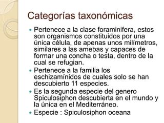 Spiculosiphon oceana | PPT